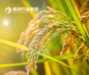廣州南沙現(xiàn)代農(nóng)業(yè)產(chǎn)業(yè)集團(tuán)官網(wǎng)上線開通啦！